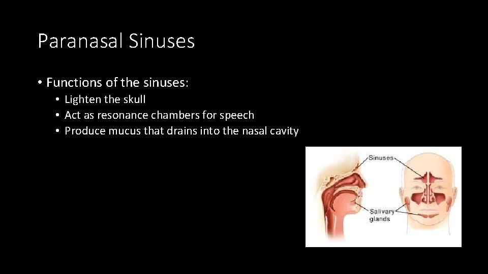 Paranasal Sinuses • Functions of the sinuses: • Lighten the skull • Act as