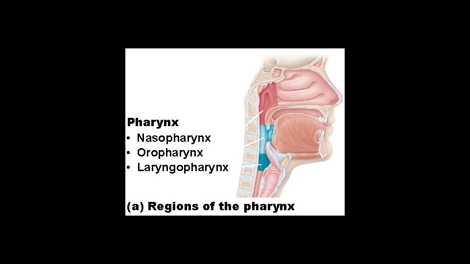 Pharynx • Nasopharynx • Oropharynx • Laryngopharynx (a) Regions of the pharynx 