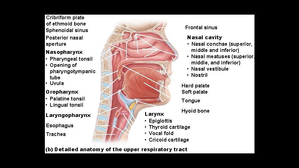 Cribriform plate of ethmoid bone Sphenoidal sinus Posterior nasal aperture Nasopharynx • Pharyngeal tonsil