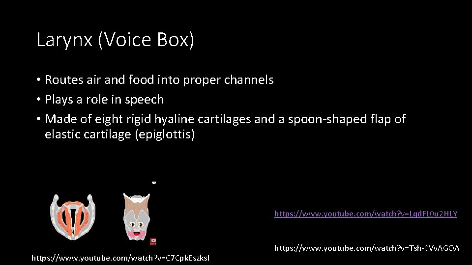 Larynx (Voice Box) • Routes air and food into proper channels • Plays a