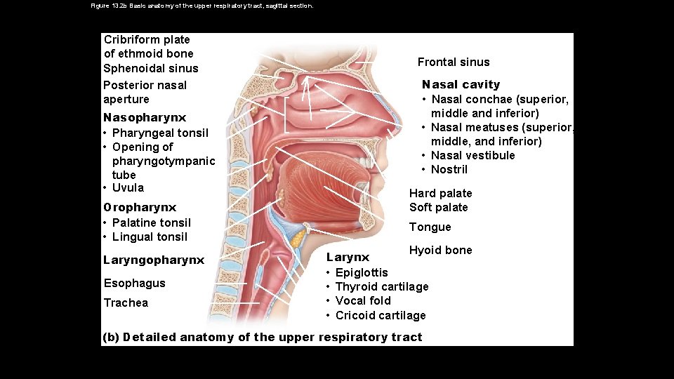 Figure 13. 2 b Basic anatomy of the upper respiratory tract, sagittal section. Cribriform