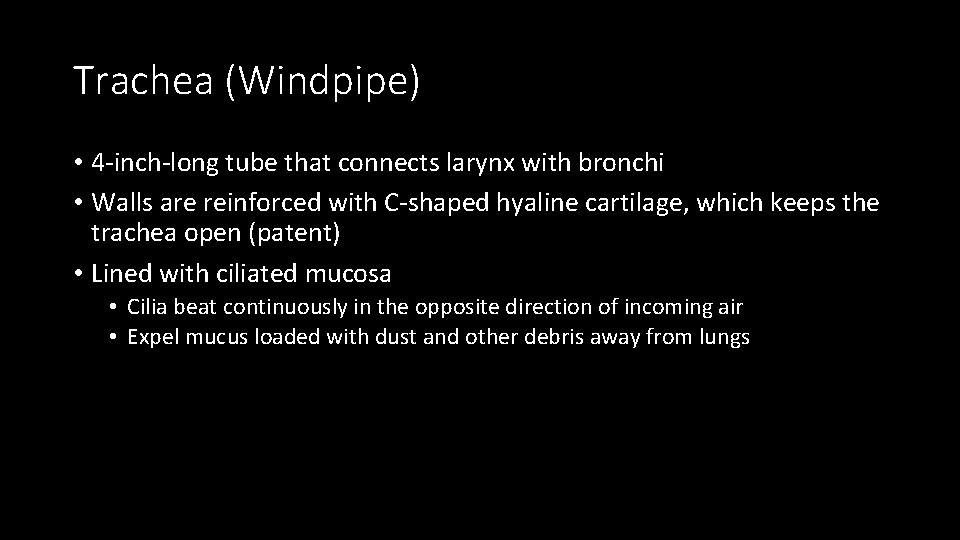 Trachea (Windpipe) • 4 -inch-long tube that connects larynx with bronchi • Walls are