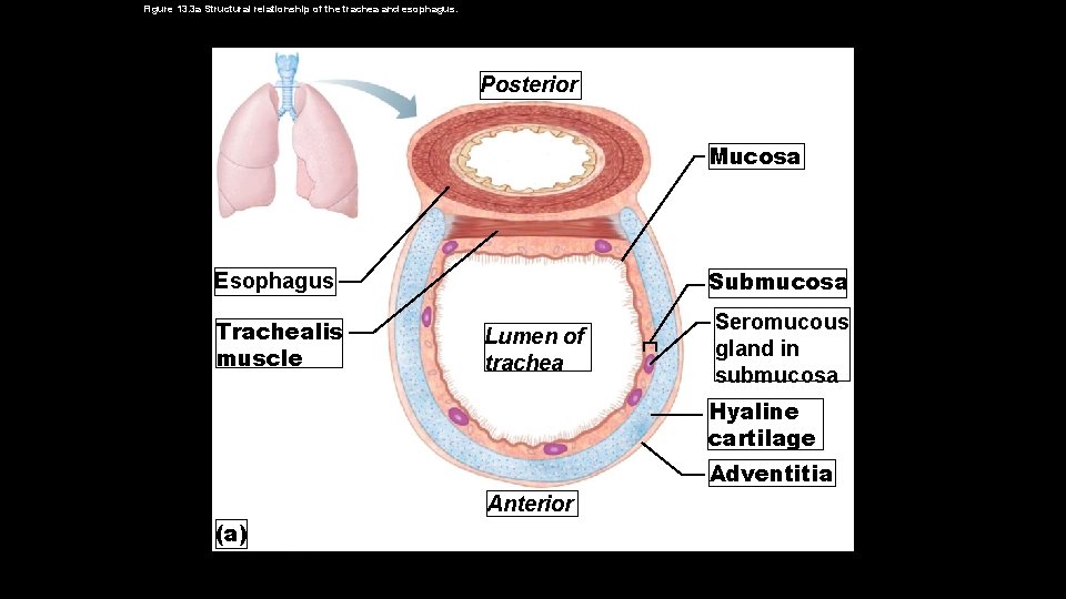 Figure 13. 3 a Structural relationship of the trachea and esophagus. Posterior Mucosa Submucosa