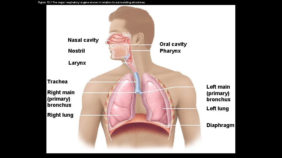 Figure 13. 1 The major respiratory organs shown in relation to surrounding structures. Nasal