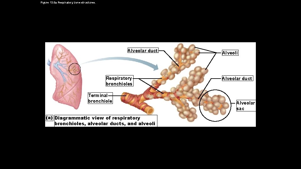 Figure 13. 5 a Respiratory zone structures. Alveolar duct Respiratory bronchioles Terminal bronchiole (a)