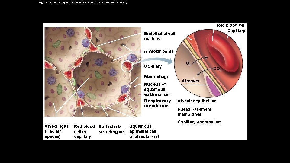 Figure 13. 6 Anatomy of the respiratory membrane (air-blood barrier). Red blood cell Capillary