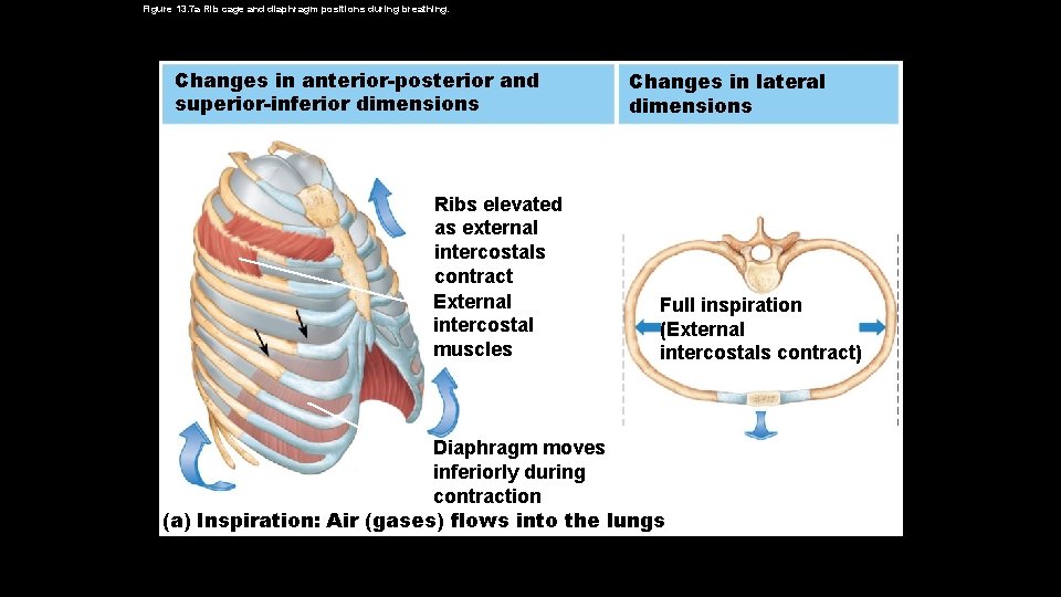 Figure 13. 7 a Rib cage and diaphragm positions during breathing. Changes in anterior-posterior