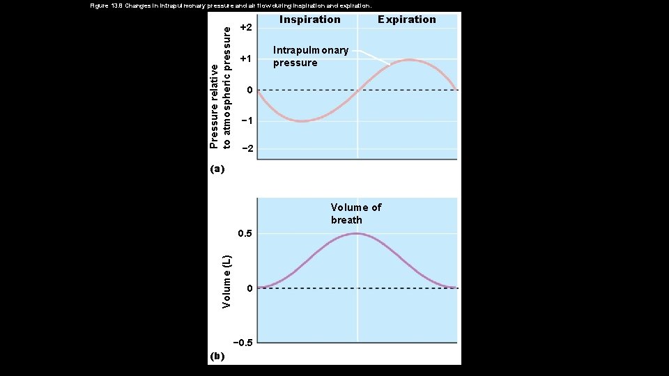 Pressure relative to atmospheric pressure Figure 13. 8 Changes in intrapulmonary pressure and air