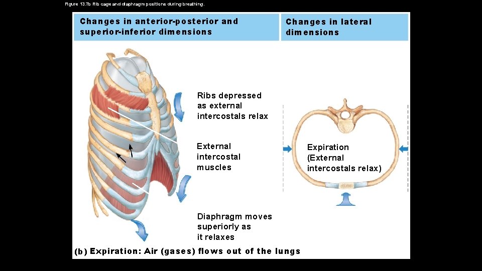 Figure 13. 7 b Rib cage and diaphragm positions during breathing. Changes in anterior-posterior