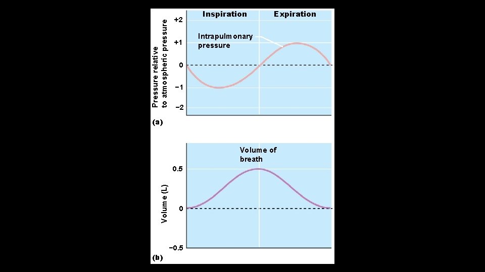 Pressure relative to atmospheric pressure +2 +1 Inspiration Expiration Intrapulmonary pressure 0 − 1