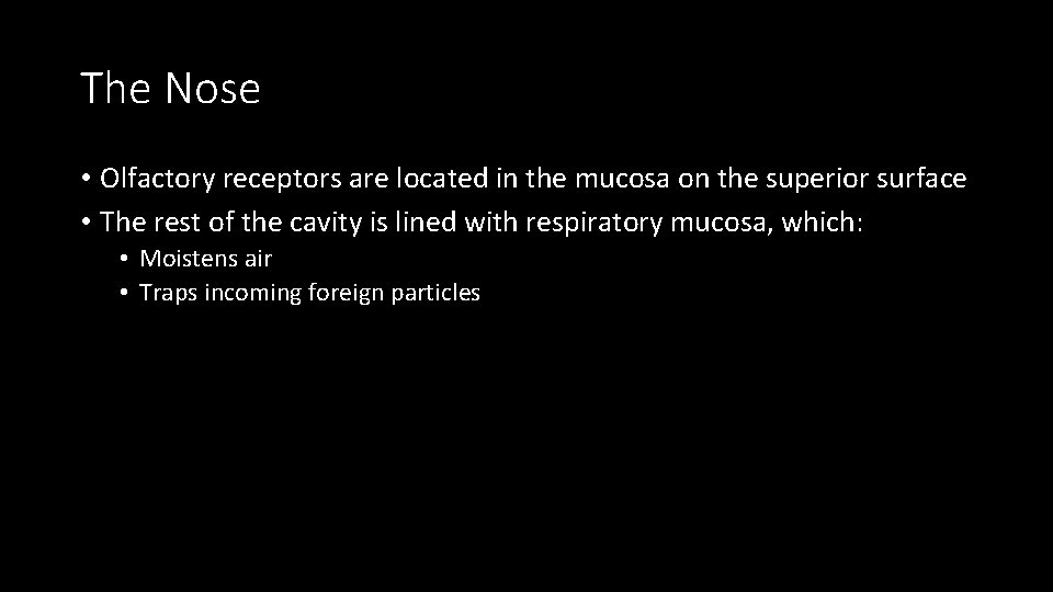 The Nose • Olfactory receptors are located in the mucosa on the superior surface