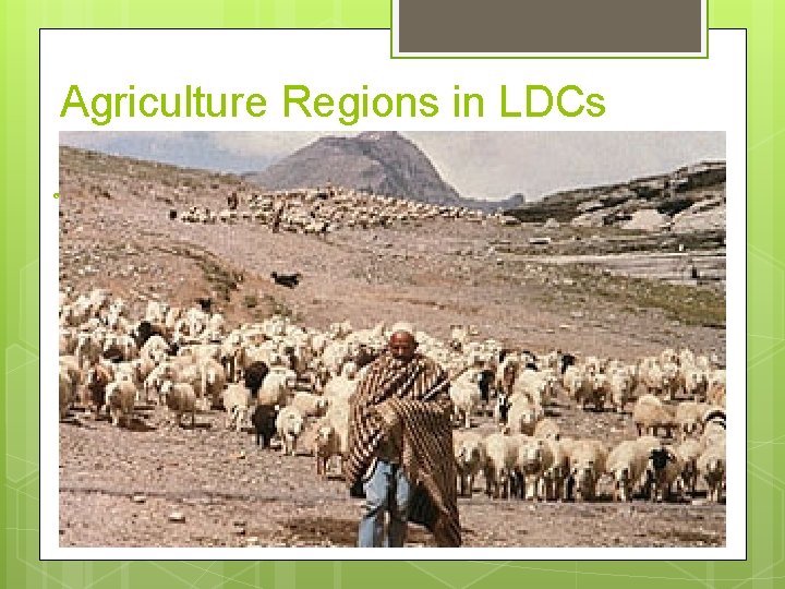 Agriculture Regions in LDCs 2. ) Pastoral Nomadism – nomadic herders Dry mountain regions