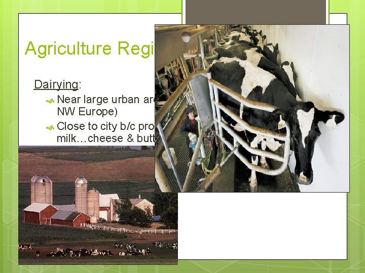 Agriculture Regions in MDCs Dairying: Near large urban areas (NE United States, SE Canada,