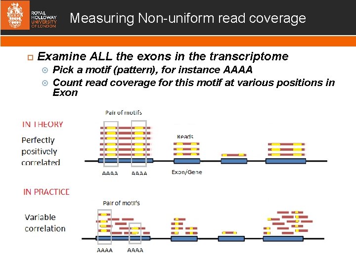 Measuring Non-uniform read coverage Examine ALL the exons in the transcriptome Pick a motif