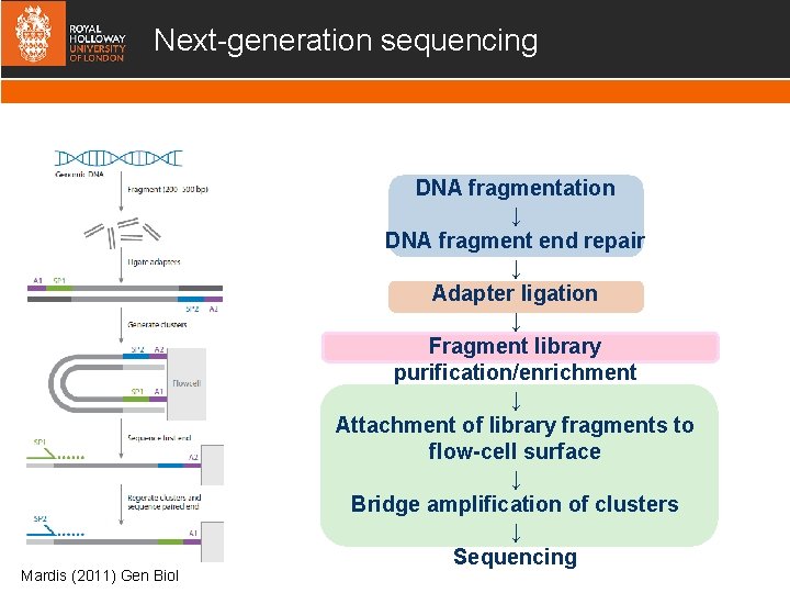 Next-generation sequencing Mardis (2011) Gen Biol DNA fragmentation ↓ DNA fragment end repair ↓