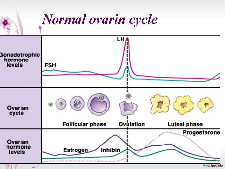 Normal ovarin cycle 