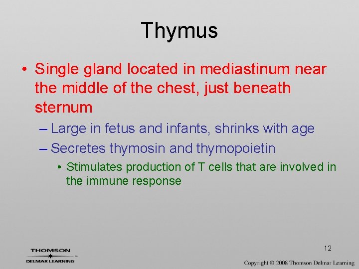 Thymus • Single gland located in mediastinum near the middle of the chest, just