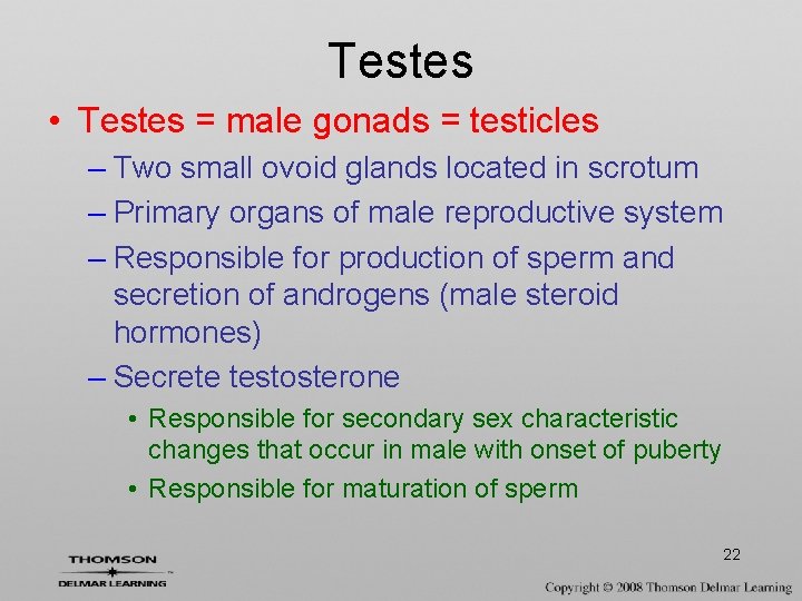 Testes • Testes = male gonads = testicles – Two small ovoid glands located