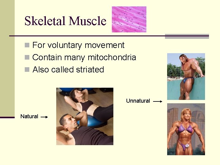 Skeletal Muscle n For voluntary movement n Contain many mitochondria n Also called striated