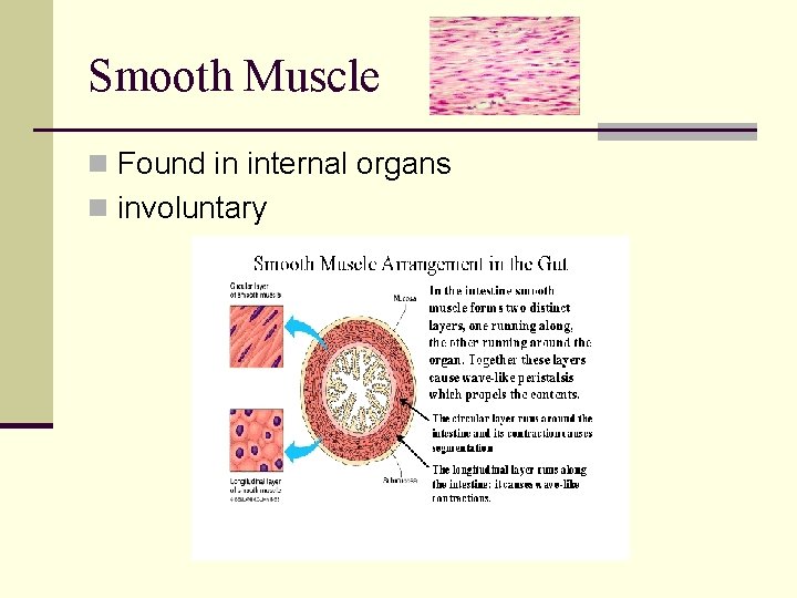 Smooth Muscle n Found in internal organs n involuntary 