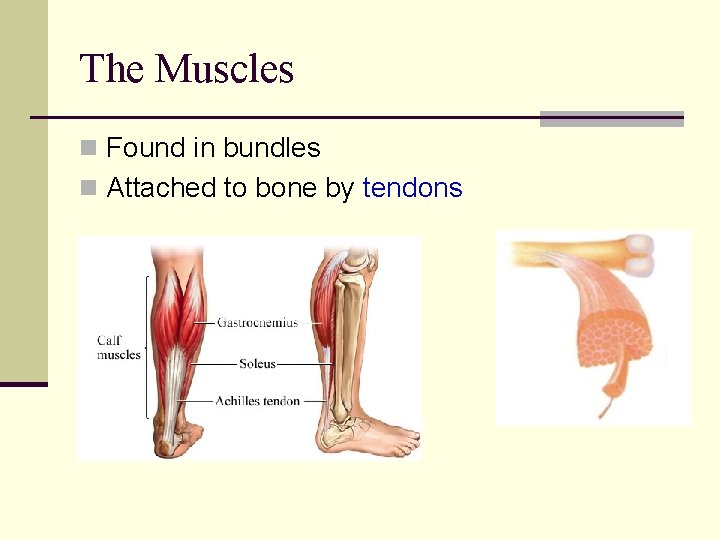 The Muscles n Found in bundles n Attached to bone by tendons 