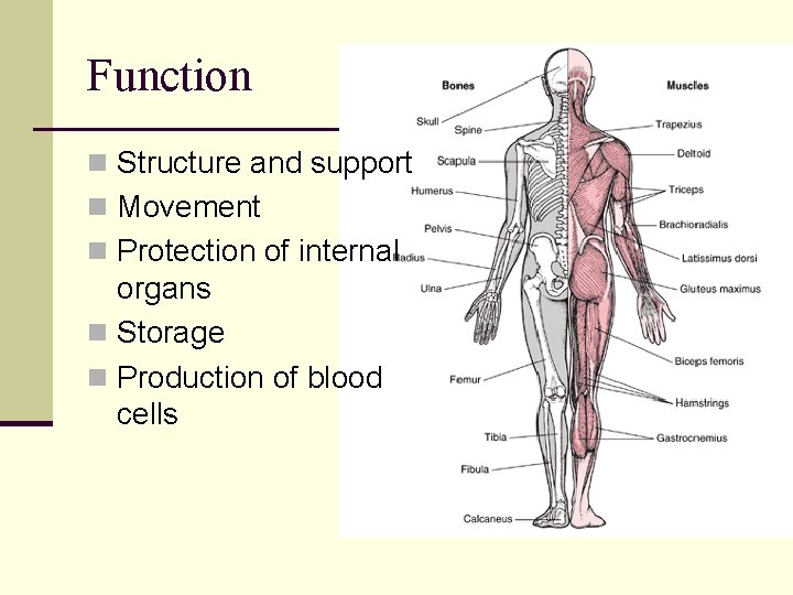 Function n Structure and support n Movement n Protection of internal organs n Storage