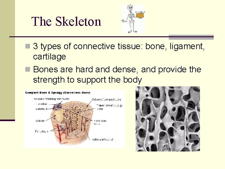 The Skeleton n 3 types of connective tissue: bone, ligament, cartilage n Bones are
