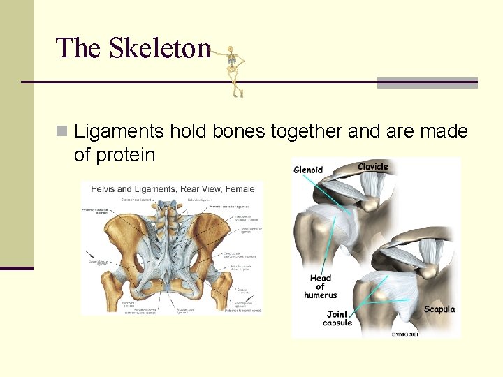 The Skeleton n Ligaments hold bones together and are made of protein 