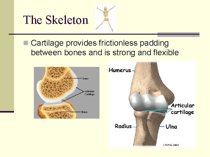 The Skeleton n Cartilage provides frictionless padding between bones and is strong and flexible