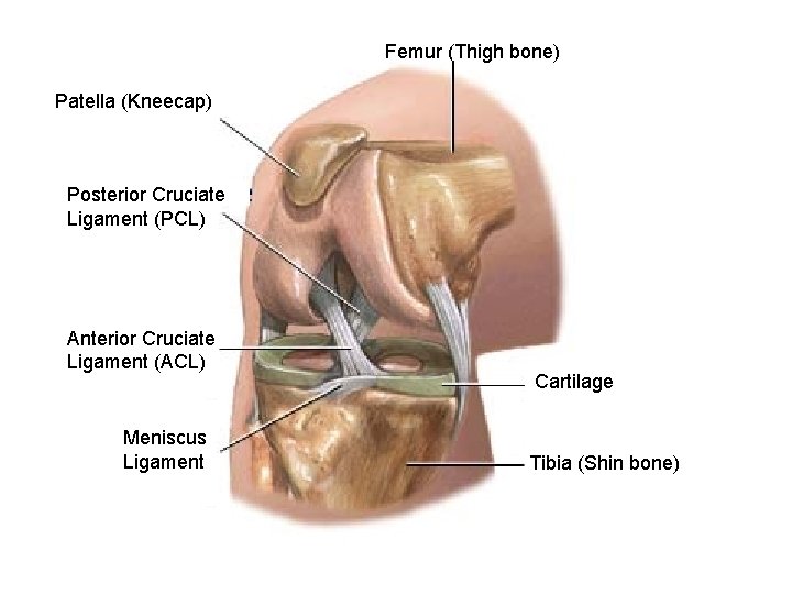 Femur (Thigh bone) Patella (Kneecap) Posterior Cruciate Ligament (PCL) Anterior Cruciate Ligament (ACL) Meniscus