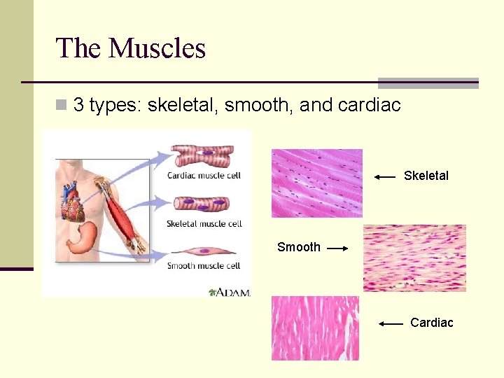 The Muscles n 3 types: skeletal, smooth, and cardiac Skeletal Smooth Cardiac 