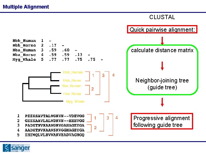 Multiple Alignment CLUSTAL Quick pairwise alignment: calculate distance matrix Neighbor-joining tree (guide tree) Progressive