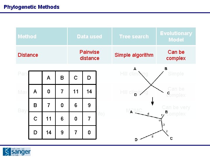 Phylogenetic Methods Method Data used Tree search Evolutionary Model Distance Pairwise distance Simple algorithm