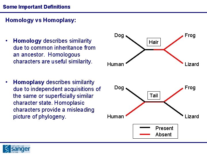 Some Important Definitions Homology vs Homoplasy: • Homology describes similarity due to common inheritance