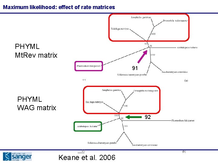 Maximum likelihood: effect of rate matrices PHYML Mt. Rev matrix 91 PHYML WAG matrix