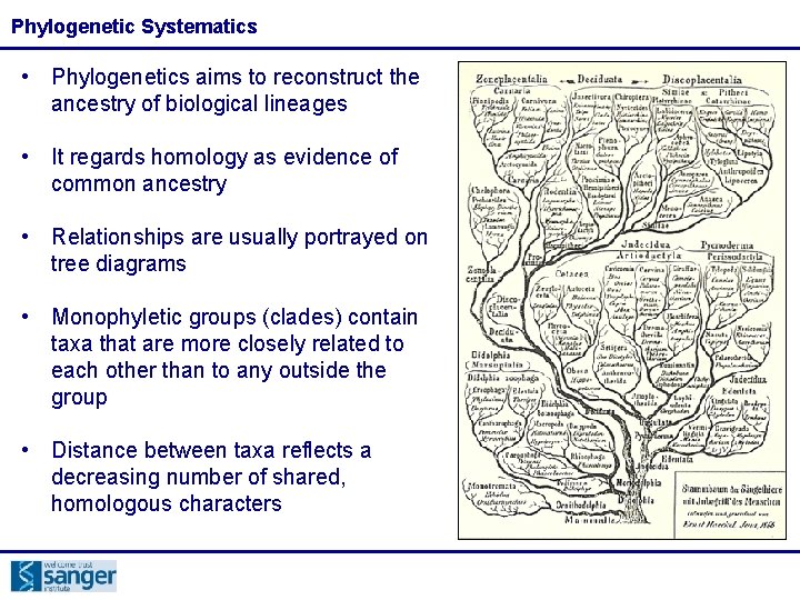 Phylogenetic Systematics • Phylogenetics aims to reconstruct the ancestry of biological lineages • It