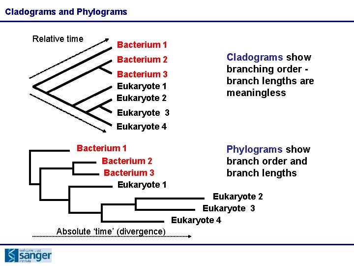 Cladograms and Phylograms Relative time Bacterium 1 Bacterium 2 Bacterium 3 Eukaryote 1 Eukaryote