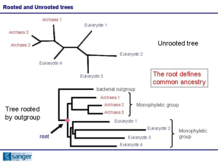 Rooted and Unrooted trees Archaea 1 Eukaryote 1 Archaea 3 Unrooted tree Archaea 2