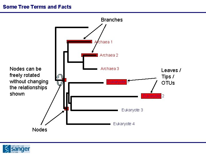 Some Tree Terms and Facts Branches Archaea 1 Archaea 2 Nodes can be freely