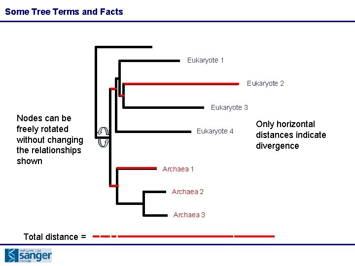 Some Tree Terms and Facts Eukaryote 1 Eukaryote 2 Eukaryote 3 Nodes can be