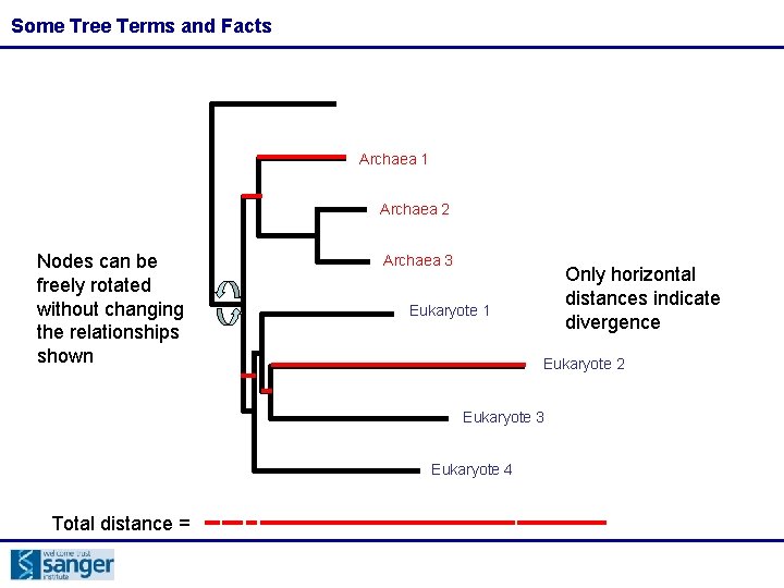 Some Tree Terms and Facts Archaea 1 Archaea 2 Nodes can be freely rotated