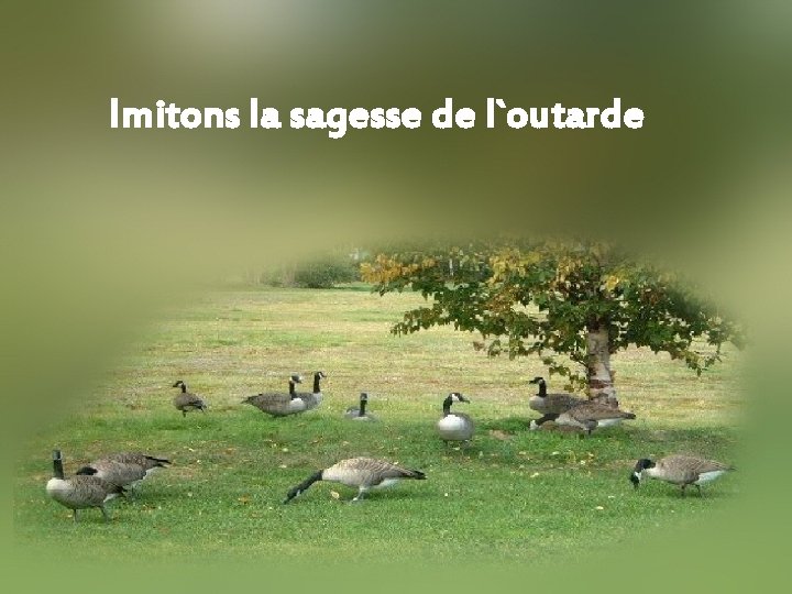 Imitons la sagesse de l`outarde 