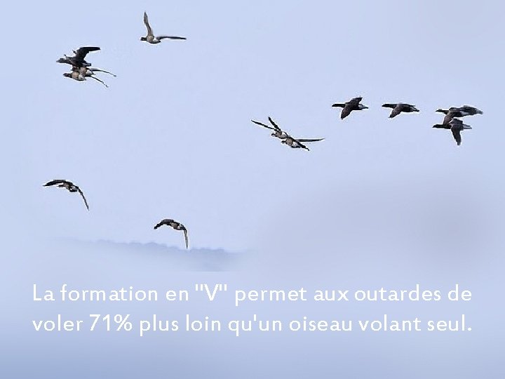 La formation en "V" permet aux outardes de voler 71% plus loin qu'un oiseau