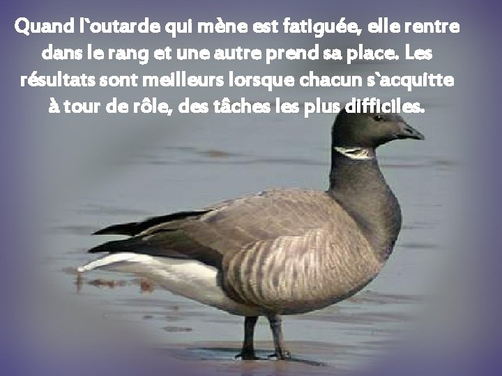 Quand l`outarde qui mène est fatiguée, elle rentre dans le rang et une autre