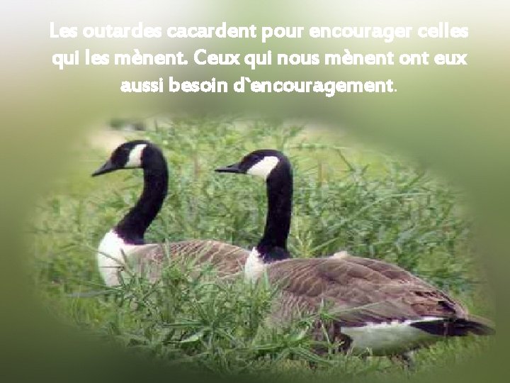 Les outardes cacardent pour encourager celles qui les mènent. Ceux qui nous mènent ont