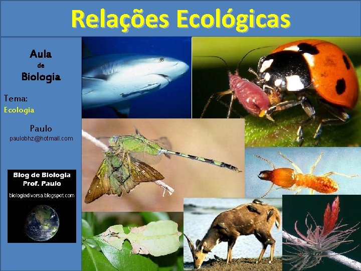 Relações Ecológicas Aula de Biologia Tema: Ecologia Paulo paulobhz@hotmail. com 