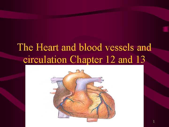 The Heart and blood vessels and circulation Chapter 12 and 13 1 
