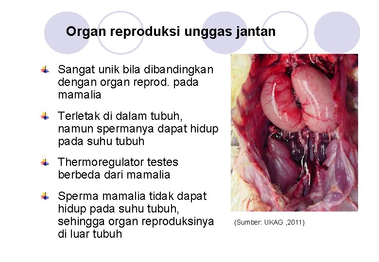Organ reproduksi unggas jantan Sangat unik bila dibandingkan dengan organ reprod. pada mamalia Terletak