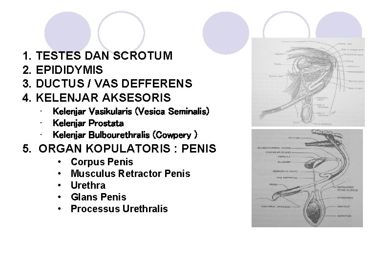 1. TESTES DAN SCROTUM 2. EPIDIDYMIS 3. DUCTUS / VAS DEFFERENS 4. KELENJAR AKSESORIS