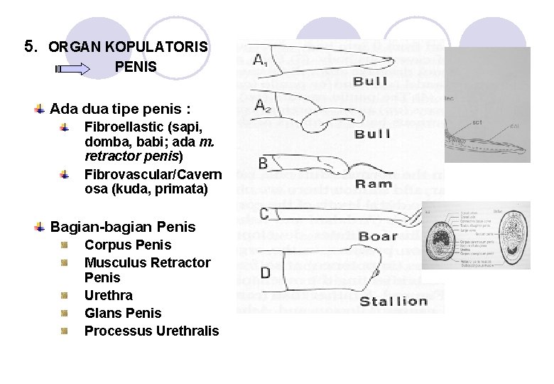 5. ORGAN KOPULATORIS PENIS Ada dua tipe penis : Fibroellastic (sapi, domba, babi; ada